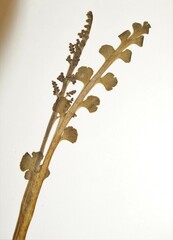 Botrychium minganense