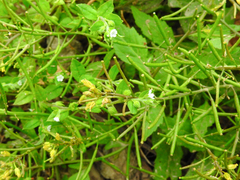 Rorippa indica