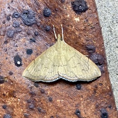 Hyalobathra crenulata