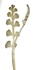 Botrychium minganense