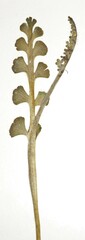 Botrychium minganense