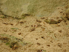 Ilyoplax formosensis