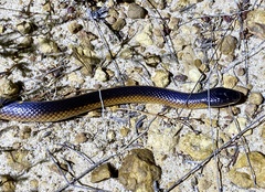 Suta nigriceps