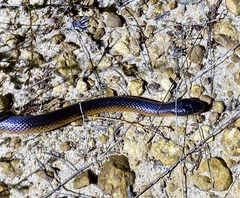 Suta nigriceps