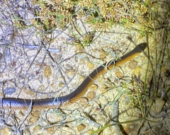 Suta nigriceps