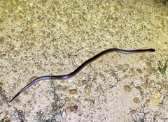 Suta nigriceps
