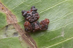 Phrynarachne tuberosa