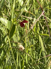 Lathyrus cicera