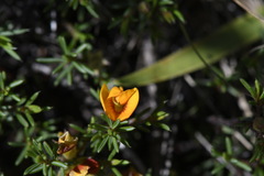 Pultenaea fasciculata