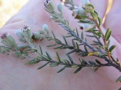 Phylica purpurea pearsonii