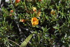 Pultenaea fasciculata