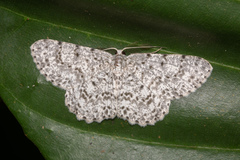 Catoria sublavaria