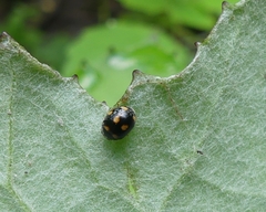 Brachiacantha ursina