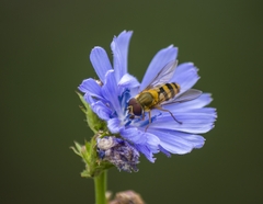 Epistrophe grossulariae