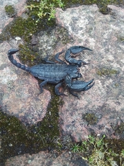 Opisthacanthus capensis