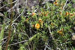 Pultenaea fasciculata