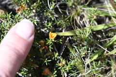 Pultenaea fasciculata