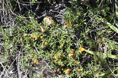 Pultenaea fasciculata