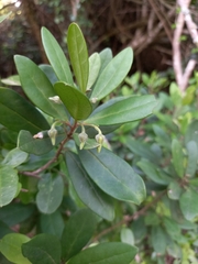 Diospyros dichrophylla