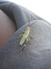 Zoniopoda tarsata