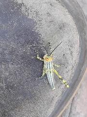 Zoniopoda tarsata