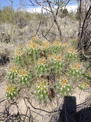 Trichocereus candicans