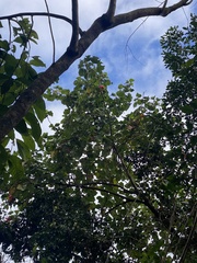 Thespesia grandiflora