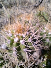Trichocereus candicans