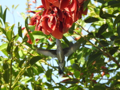 Heliomaster furcifer