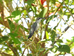 Heliomaster furcifer