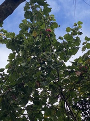 Thespesia grandiflora