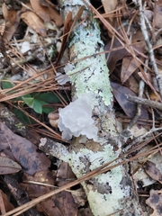 Tremella fuciformis