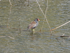 Gallinula chloropus chloropus