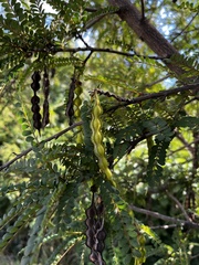 Sophora cassioides