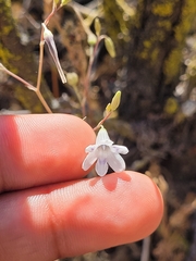 Conanthera