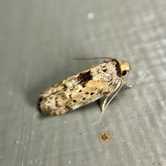 Philobota polypenthes