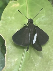 Notocrypta waigensis