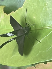 Notocrypta waigensis