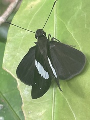 Notocrypta waigensis