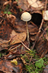 Panaeolus alcis