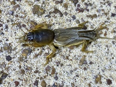 Gryllotalpa monanka