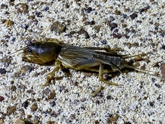 Gryllotalpa monanka