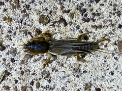 Gryllotalpa monanka