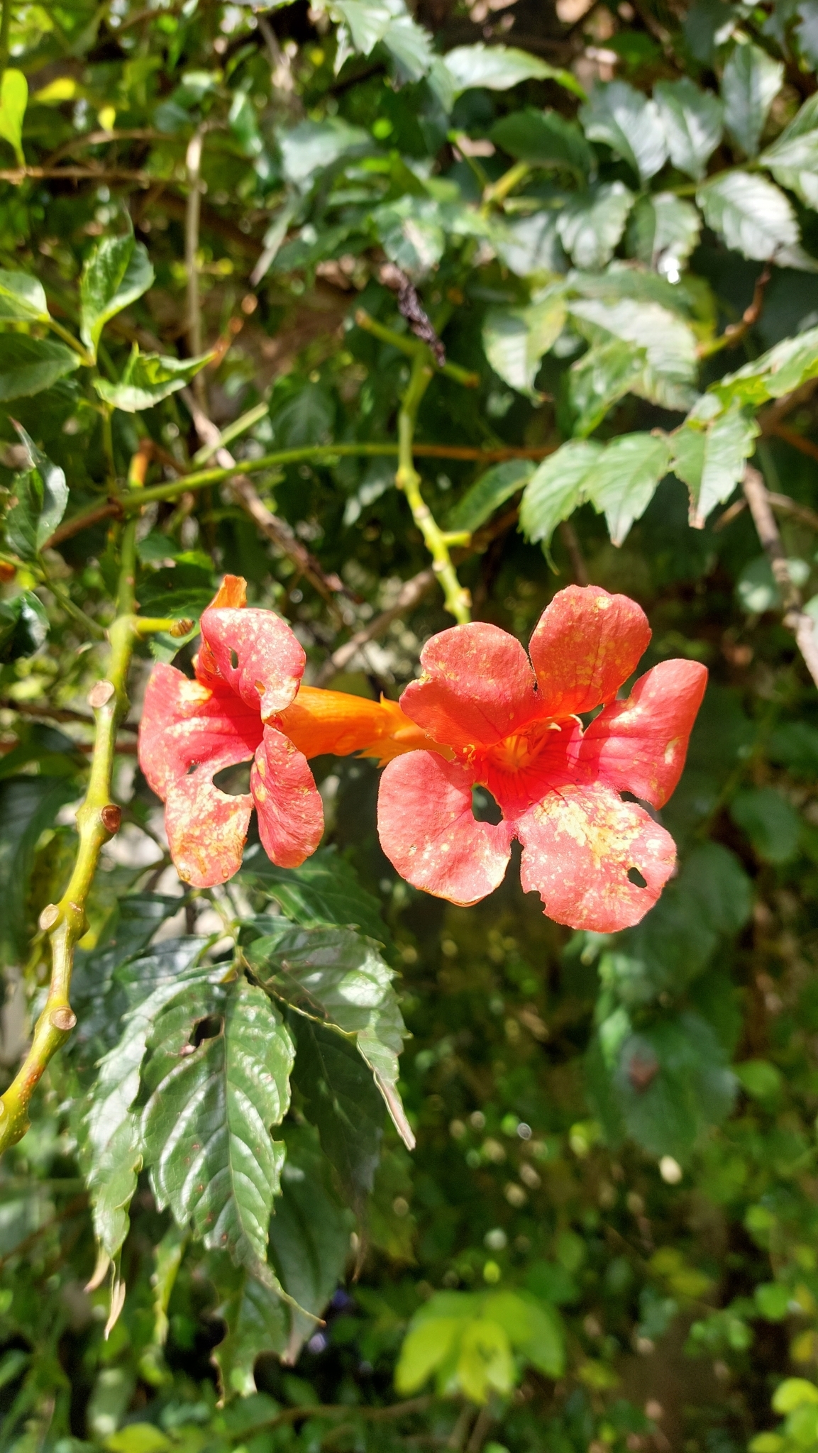 Campsis tagliabueana