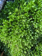 Plagiothecium cavifolium