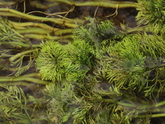 Limnophila