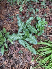 Arum italicum italicum