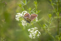 Plebejus argus
