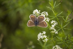 Plebejus argus