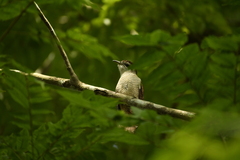 Cacomantis sonneratii